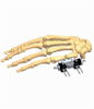 Hand 5.1