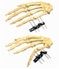 Hand 2.1
