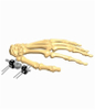 Hand 1.3