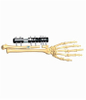FOREARM 3.1