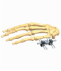 Hand 1.1
